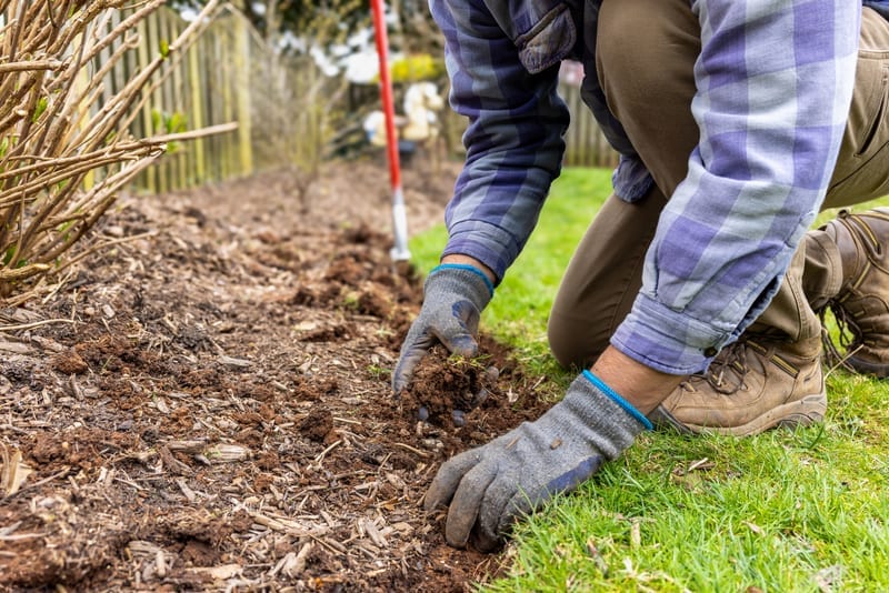 A gardener working in a weeded, mulched garden bed with healthy planting.