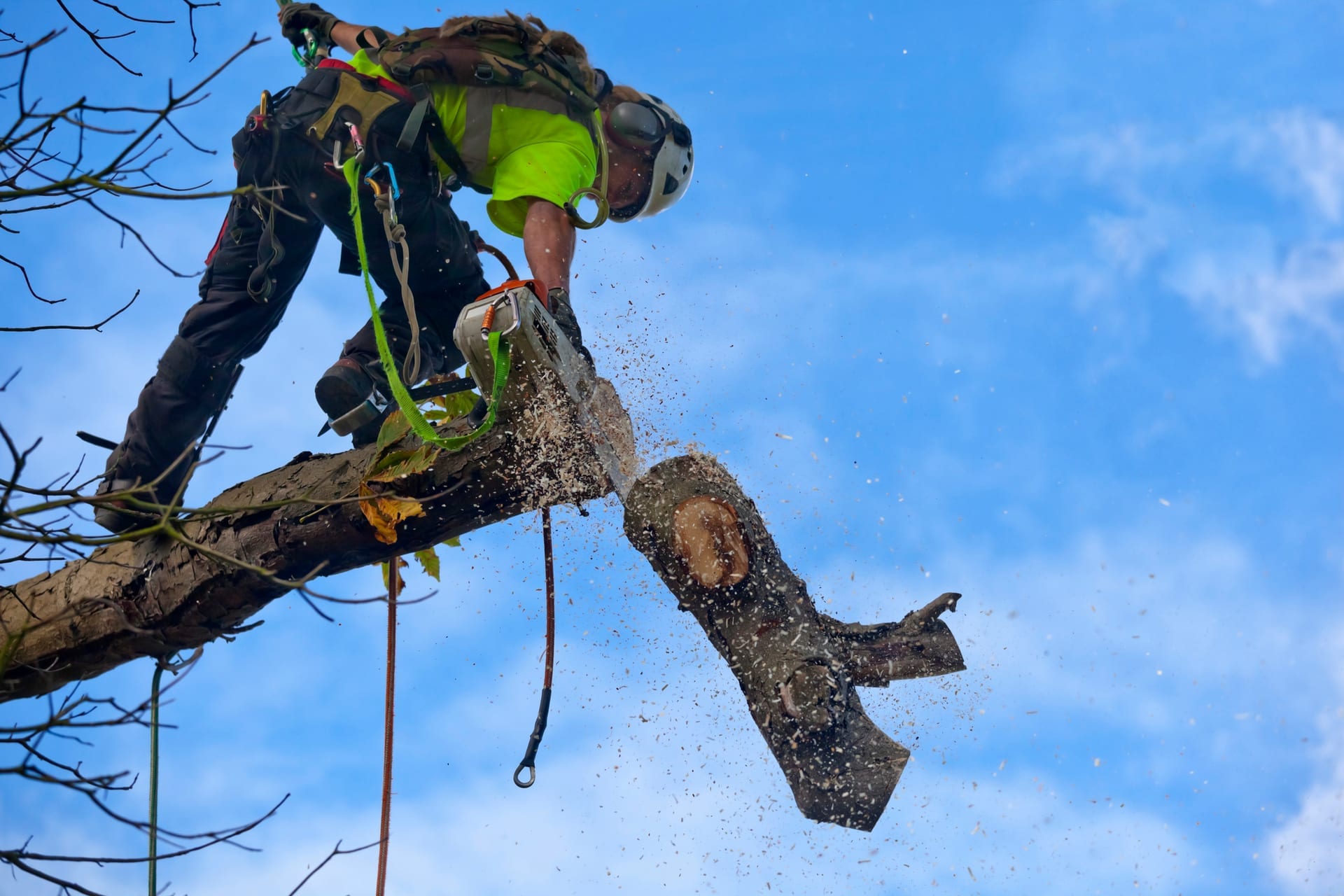 Arborist roped into a tree, cutting a limb with a chainsaw in helmet and harness