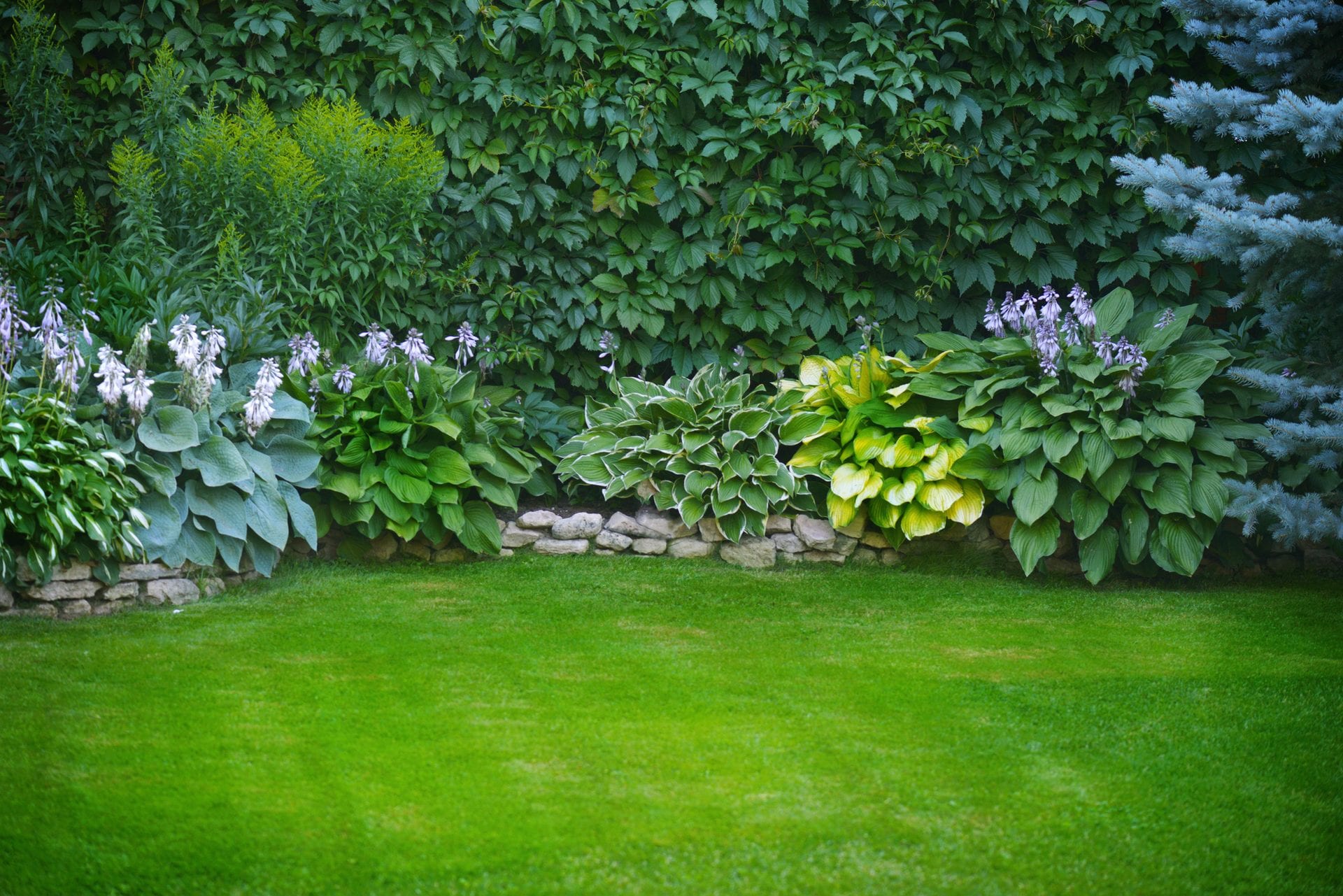 A shade border of flowering hostas along a low dry stone edge, in front of a creeper covered wall