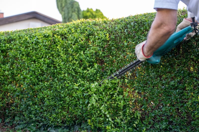 Horticulturist trimming a formal hedge to a level line with a powered trimmer